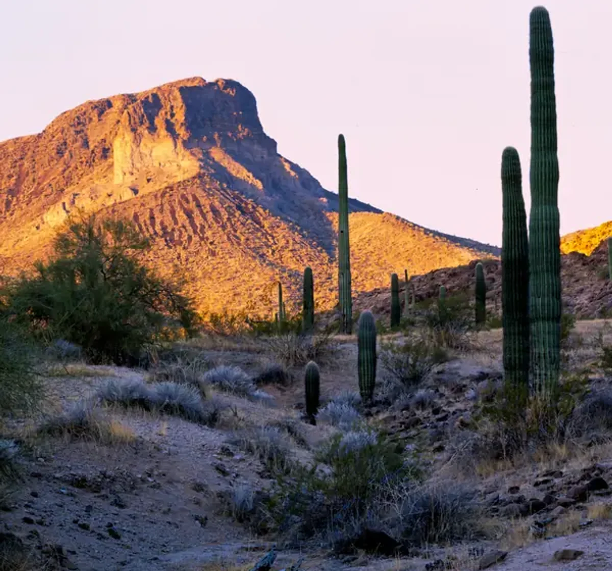 Engagement photos in Tucson, AZ