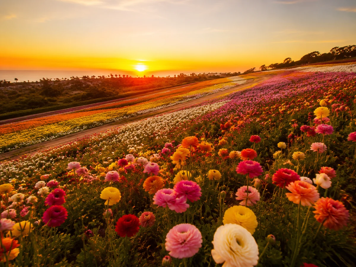 Carlsbad Flower Fields